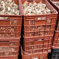 فروش سیربذرشاهین دژخشک  برای بذرسیروغیره فی۱۵۰