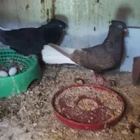 کبوتر دمسفید