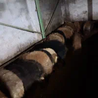 بره نر و ماده