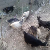 دامداری-دویست-متری-کوی-لور
