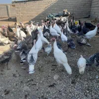 بوقلمون|حیوانات مزرعه|دزفول, |دیوار