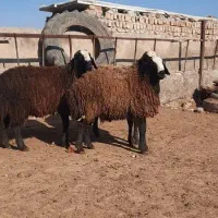 درجه یک ترین نژاد shal،طلای 24 عیار|حیوانات مزرعه|شیراز, احمدآباد|دیوار