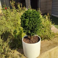 کریپ توپی (62% تخفیف) 13ساله|گل و گیاه طبیعی|تهران, صادقیه|دیوار