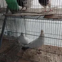 طوقی و دمبی و سینه ای وکله ای|پرنده|قم, شهر قائم|دیوار