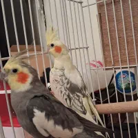 عروس هلندی