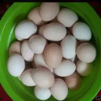 تخم مرغ محلی
