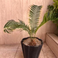 سیکاس