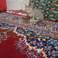 بچه گربه خانگی|گربه|بروجرد, |دیوار