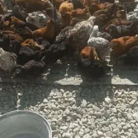 جوجه رسمی هر چند ماه فروشی