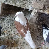 کفتر عروس هلندی پرنده قناری طوطی غیر|پرنده|پاکدشت, پاکدشت (مامازند)|دیوار