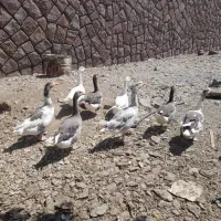 غاز و اردک اسرائیلی بوقلمون|حیوانات مزرعه|دماوند, دماوند|دیوار