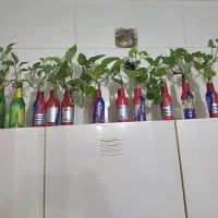 قلمه پتوس