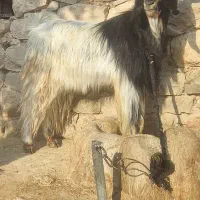 ۵ راس بیگ نر پرواری چاق چاق و یع تیشتر نر بهده|حیوانات مزرعه|اندیکا, |دیوار