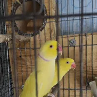 جفت طوطی ملنگو لوتینو مولد|پرنده|بندرعباس, |دیوار