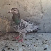 پرنده ماده