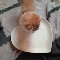 گلد اسکاتی بیرتییش گوش خوابیده /۲ماهه/خرسی|گربه|فردیس, قریشی|دیوار