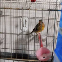 سره قناری نر بخون