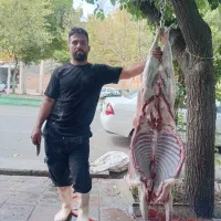 گوسفند زنده و قصاب