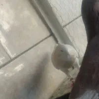 نر طوقی|پرنده|نجف‌آباد, رجایی شمالی|دیوار