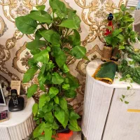 فروش تعدادی گل و گلدان و پایه گلدان