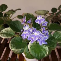 بنفشه آفریقایی