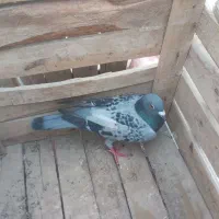 کبوتر نر