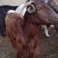 فروش بزهای شیری