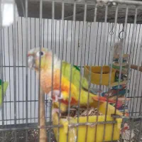 سانچیک خوشگل دستی