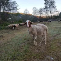 گوسفند نر|حیوانات مزرعه|املش, |دیوار