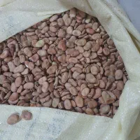 فروش باقلای طارم|عمدهفروشی|میانه, |دیوار