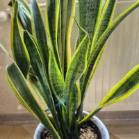 گل های طبیعی سالم با گلدان