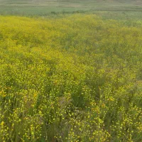 فروش زمین برای اجرای طرح و....|فروش زمین و ملک کلنگی|خلخال, |دیوار