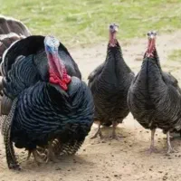 تخم بوقلمون نطفه دار|حیوانات مزرعه|آشخانه, |دیوار