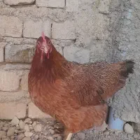 مرغ|حیوانات مزرعه|بروجرد, |دیوار