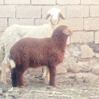 گوسفند مطفل بابره ماده