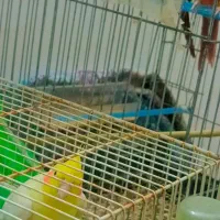 عروس هلندی|پرنده|مشهد, امیرآباد|دیوار