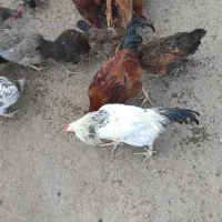 خروس محلی|حیوانات مزرعه|کنگاور, |دیوار