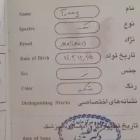 سگ نژاد ژرمن|سگ|قزوین, |دیوار