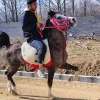 اسب|اسب و تجهیزات اسب‌سواری|شیراز, گویم|دیوار