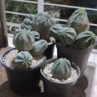 کاکتوس پیوندی،بذری خاص