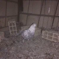 4عدد کفتر پرشی|پرنده|مشهد, نیروی هوایی|دیوار