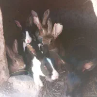 خرگوش