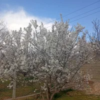 خانه باغ پنج ساله باردارفقط نه صدمیلیون