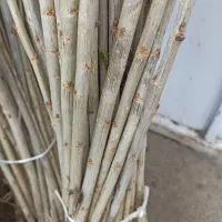 سنوبر اصل نیگرا امروز دراوردم