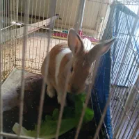 خرگوش|موش و خرگوش|خرمآباد, |دیوار