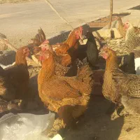 خروس دیلگونی|حیوانات مزرعه|چرام, |دیوار