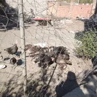 بوقلمو|حیوانات مزرعه|خوی, |دیوار