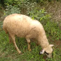 فروش یکجا ماده گوسفند|حیوانات مزرعه|اطاقور, |دیوار