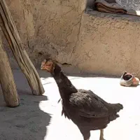 مرغ لاری معاوضه با کبوتر|حیوانات مزرعه|نهاوند, |دیوار