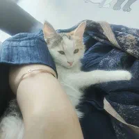 گربه DSH رایگان نیس